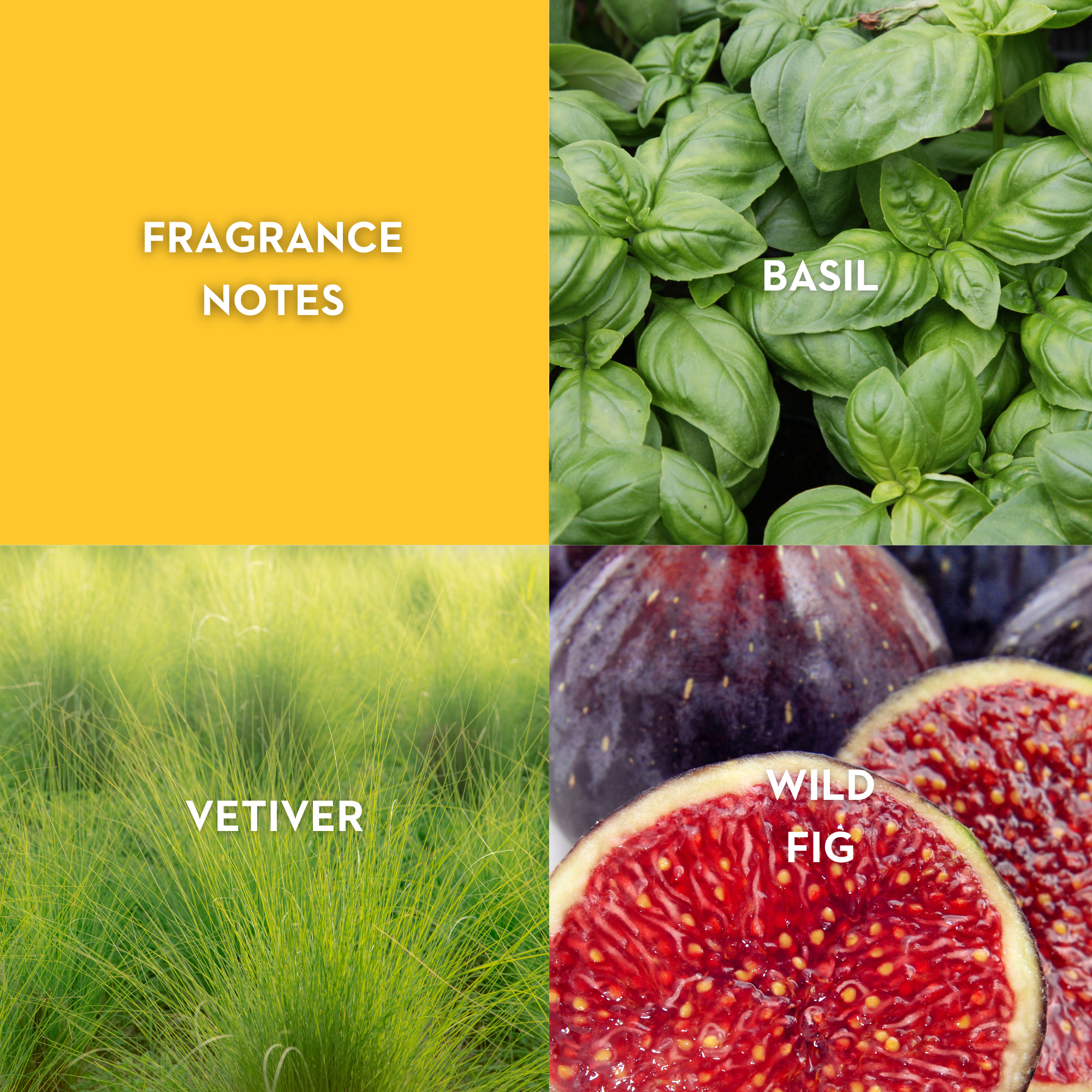 Vilhelm Parfumerie Basilico & Fellini Eau de Parfum - Replica Handbags